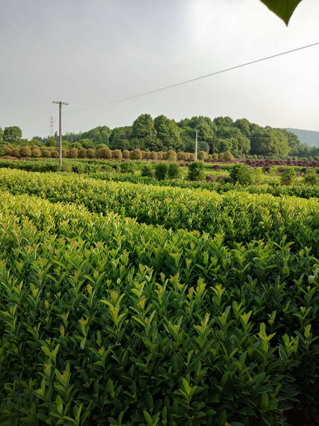 法國(guó)冬青的介紹