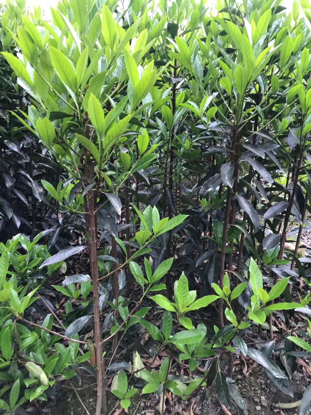 法國(guó)冬青價(jià)格表